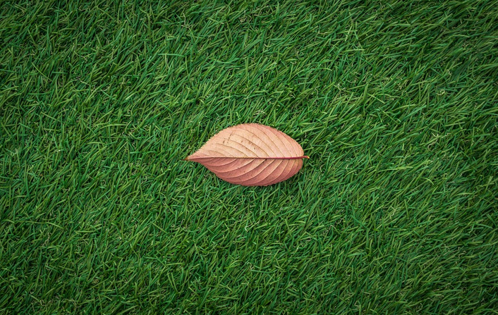 types of grass